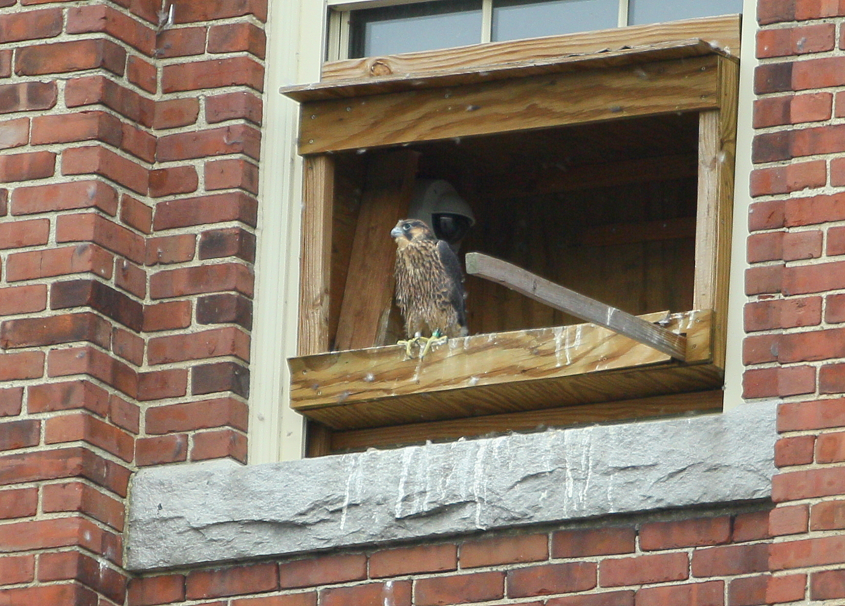 Peregrines: ready to fledge!