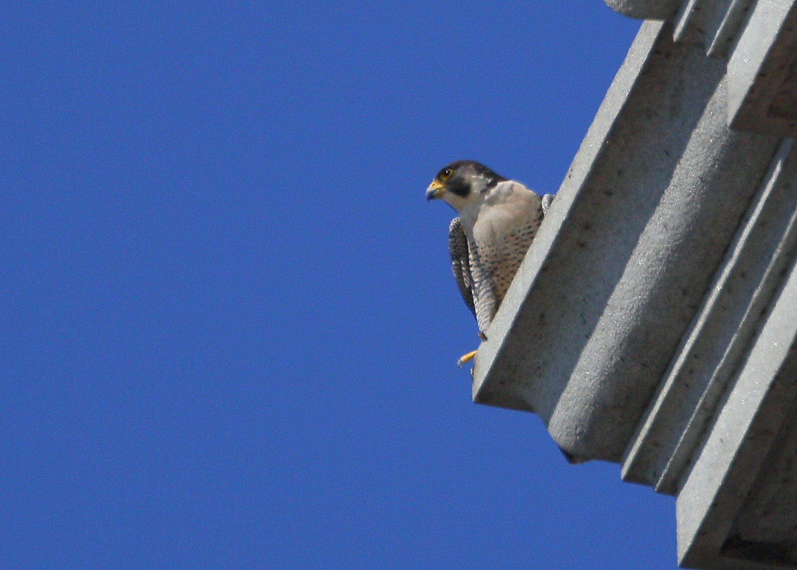 Adult Peregrines guarding the nest box