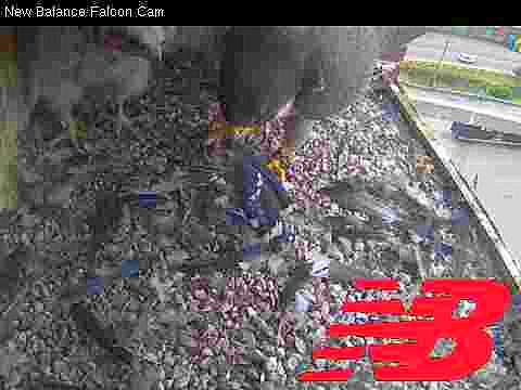 Peregrine chicks with adult: feeding frenzy with a Blue Jay