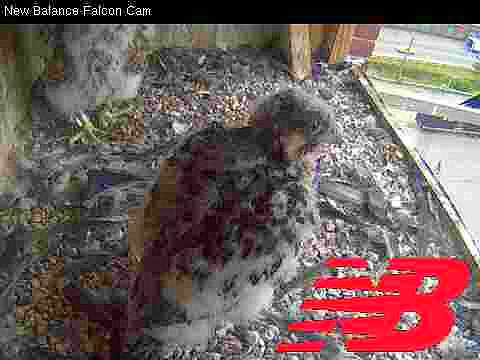 Peregrine chicks with adult: feeding frenzy with a Blue Jay