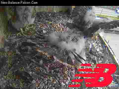 Peregrine chicks with adult: feeding frenzy with a Blue Jay