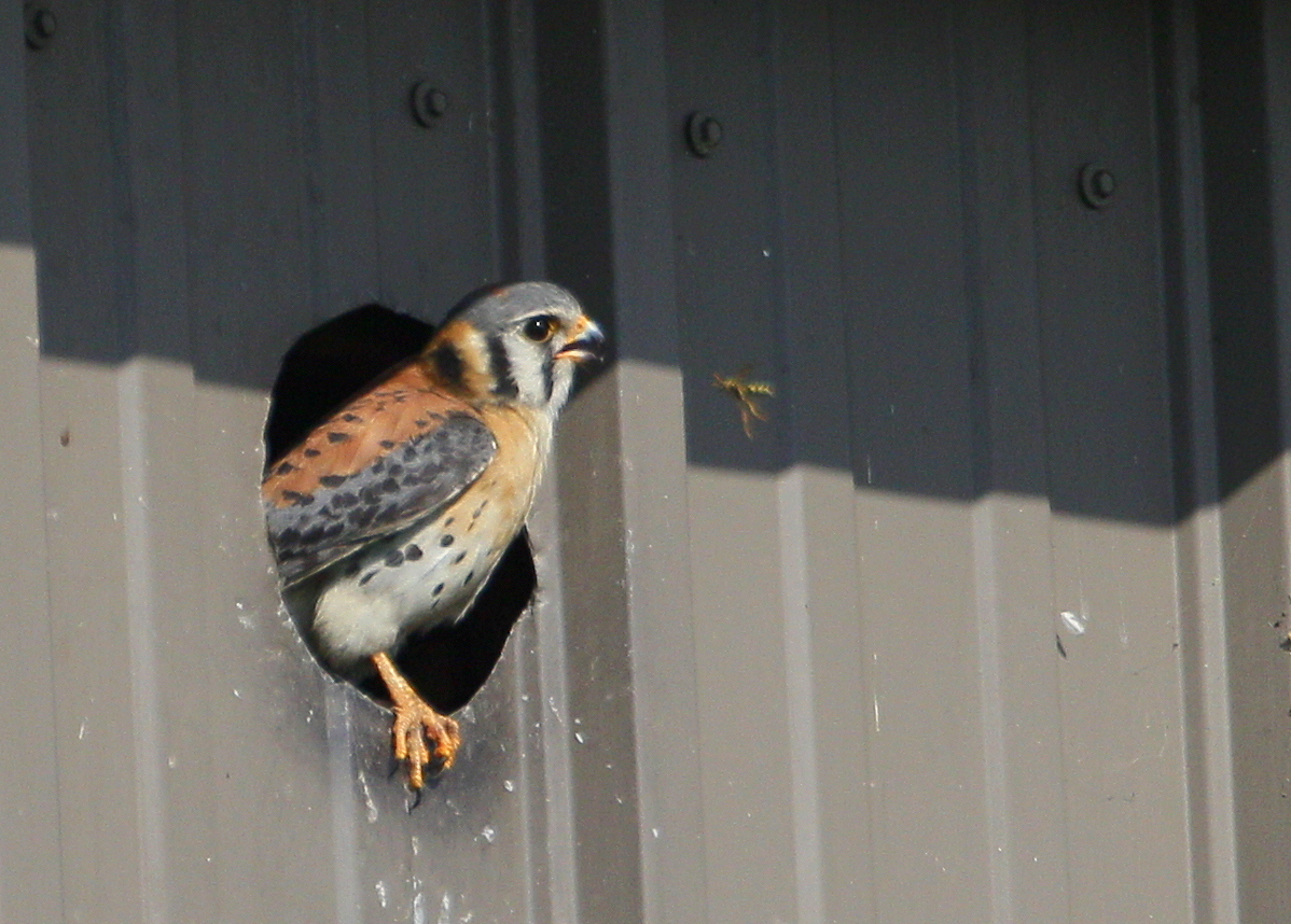 American Kestrel, male