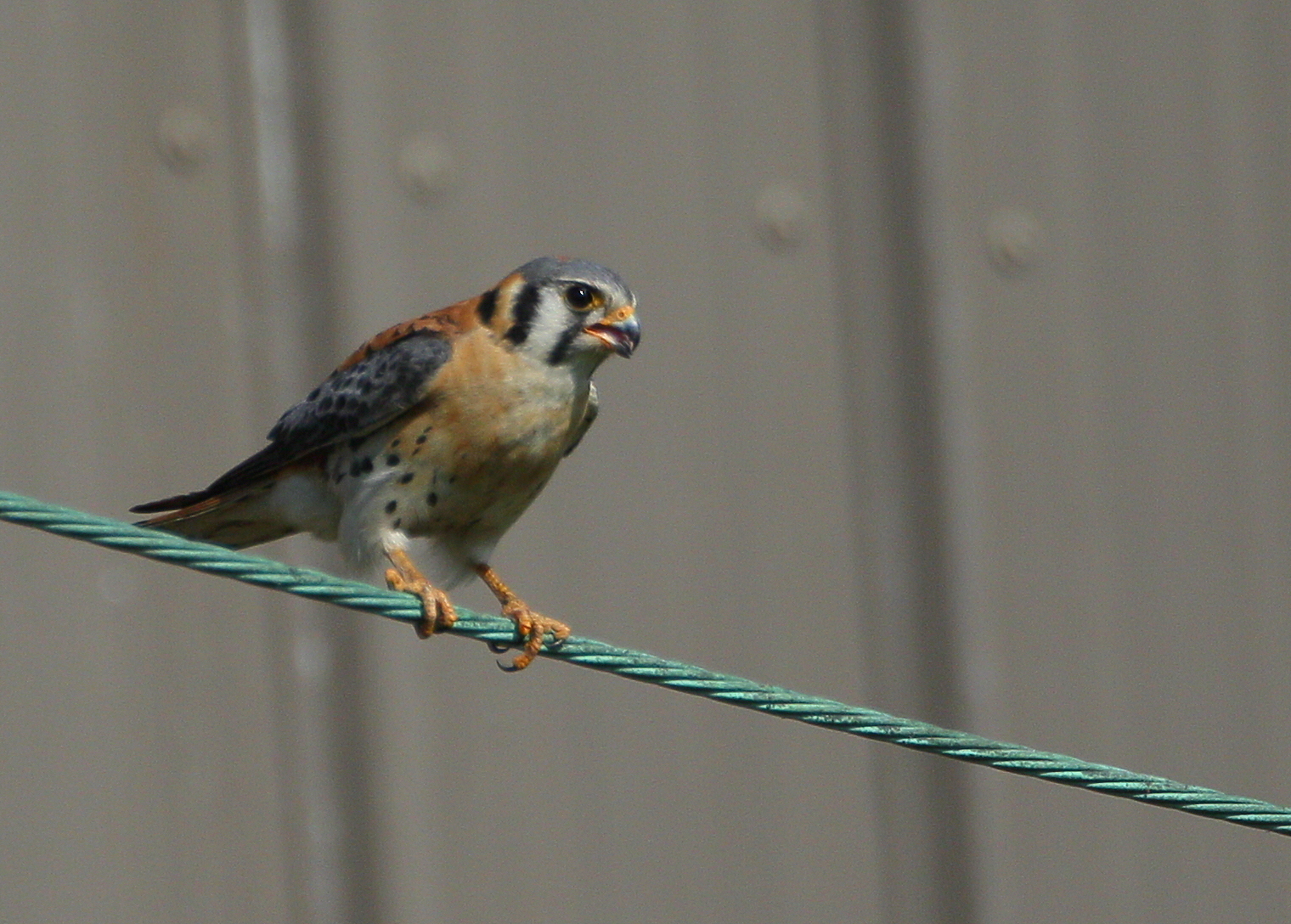 American Kestrel, male