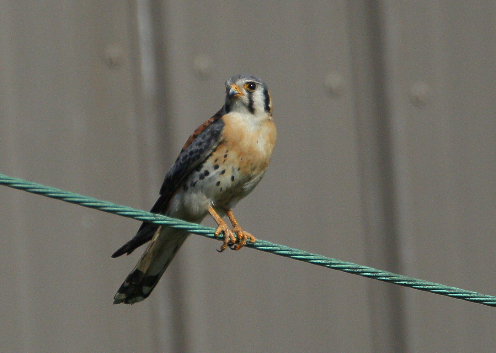American Kestrel, male