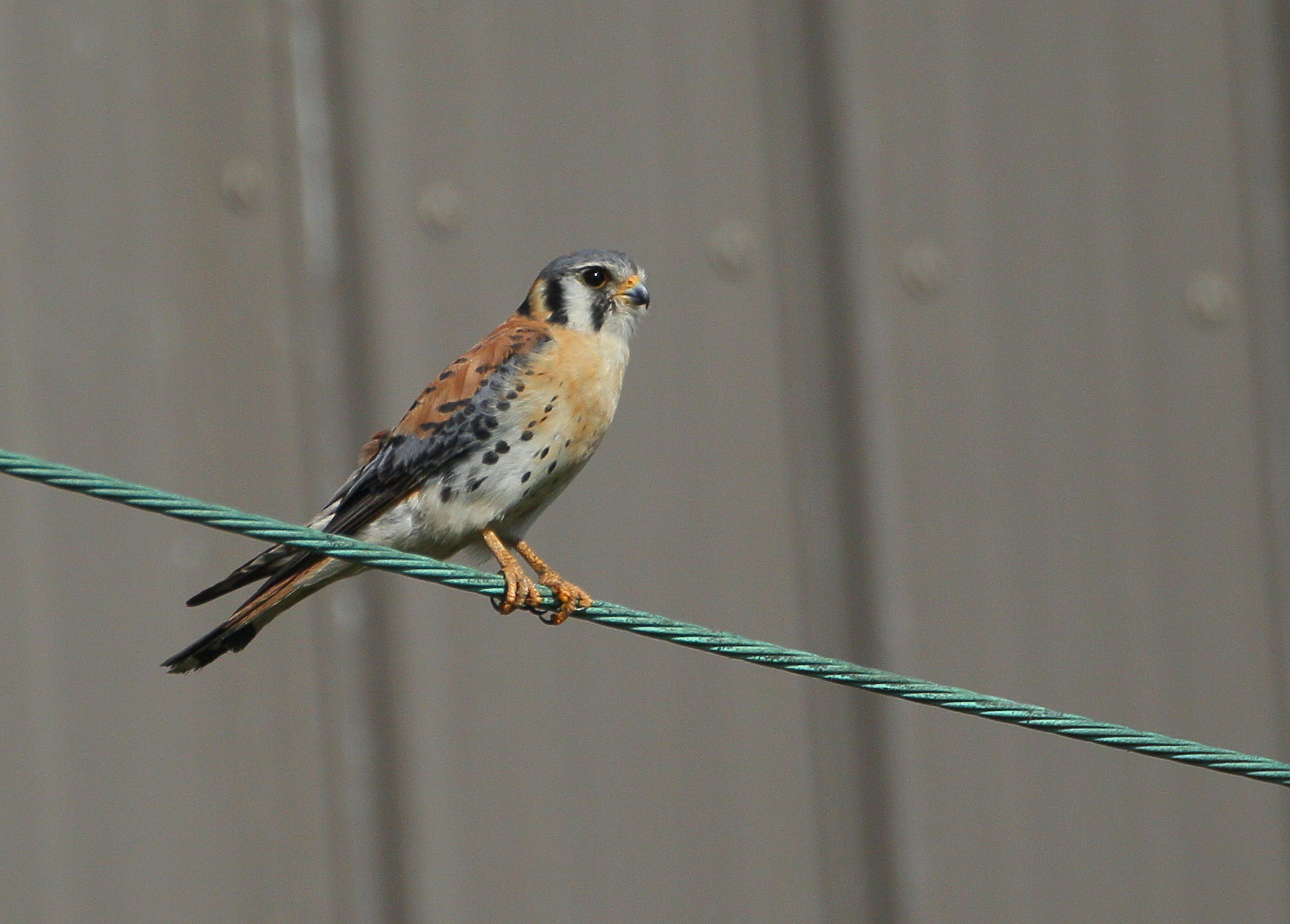 American Kestrel, male