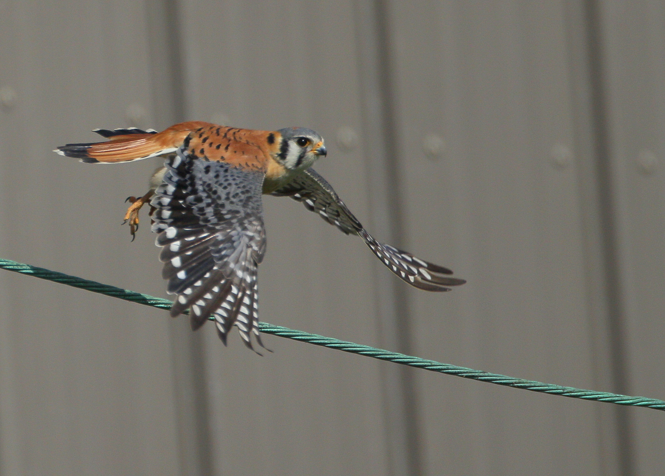 American Kestrel, male