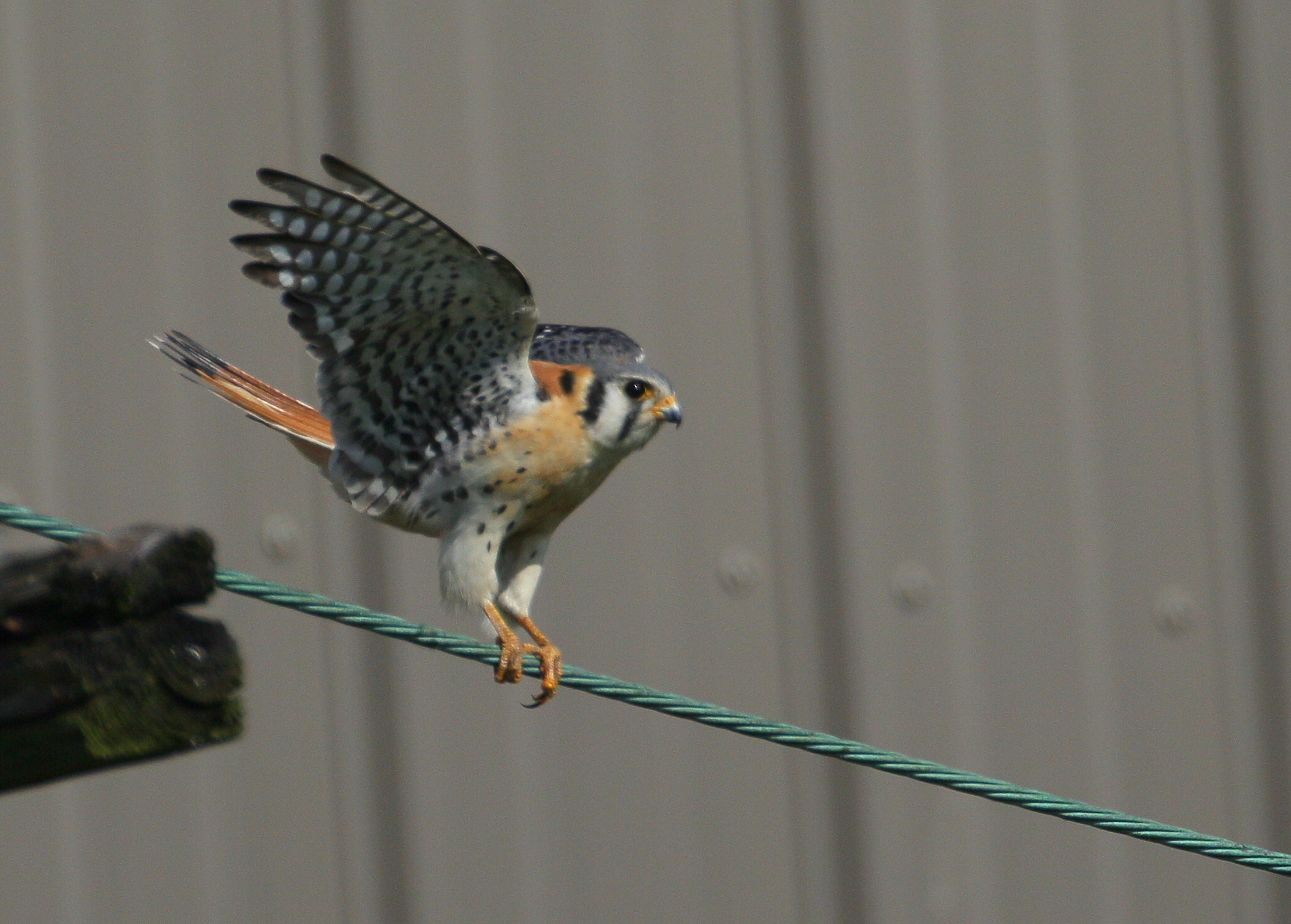 American Kestrel, male