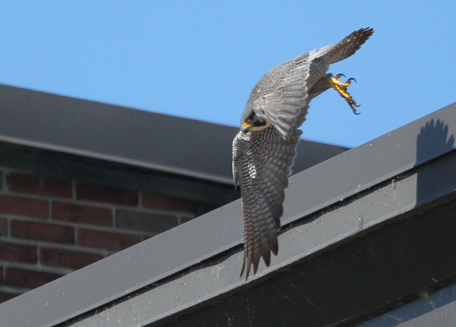 Peregrine adult flight mode