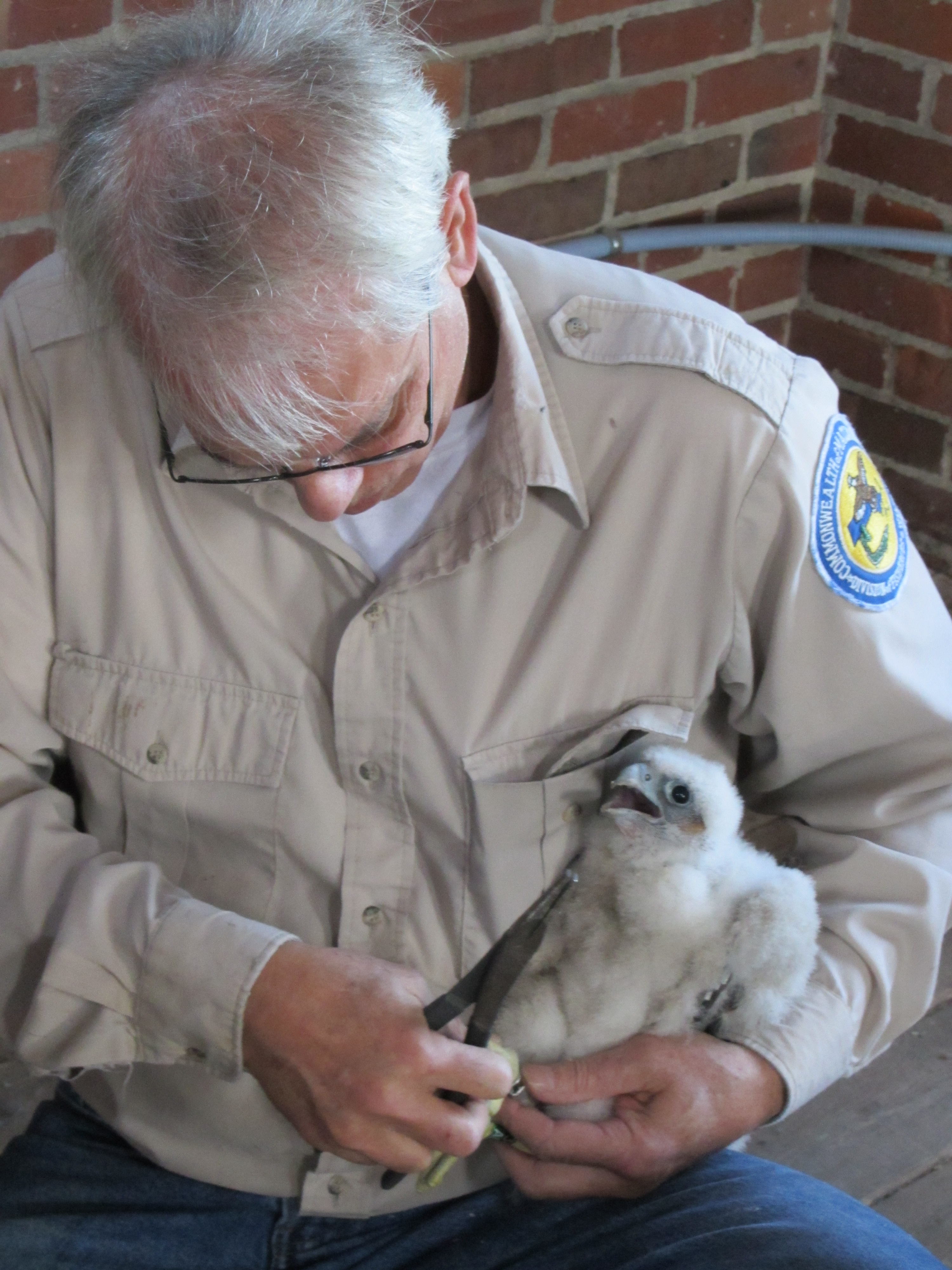 Peregrine chick banding