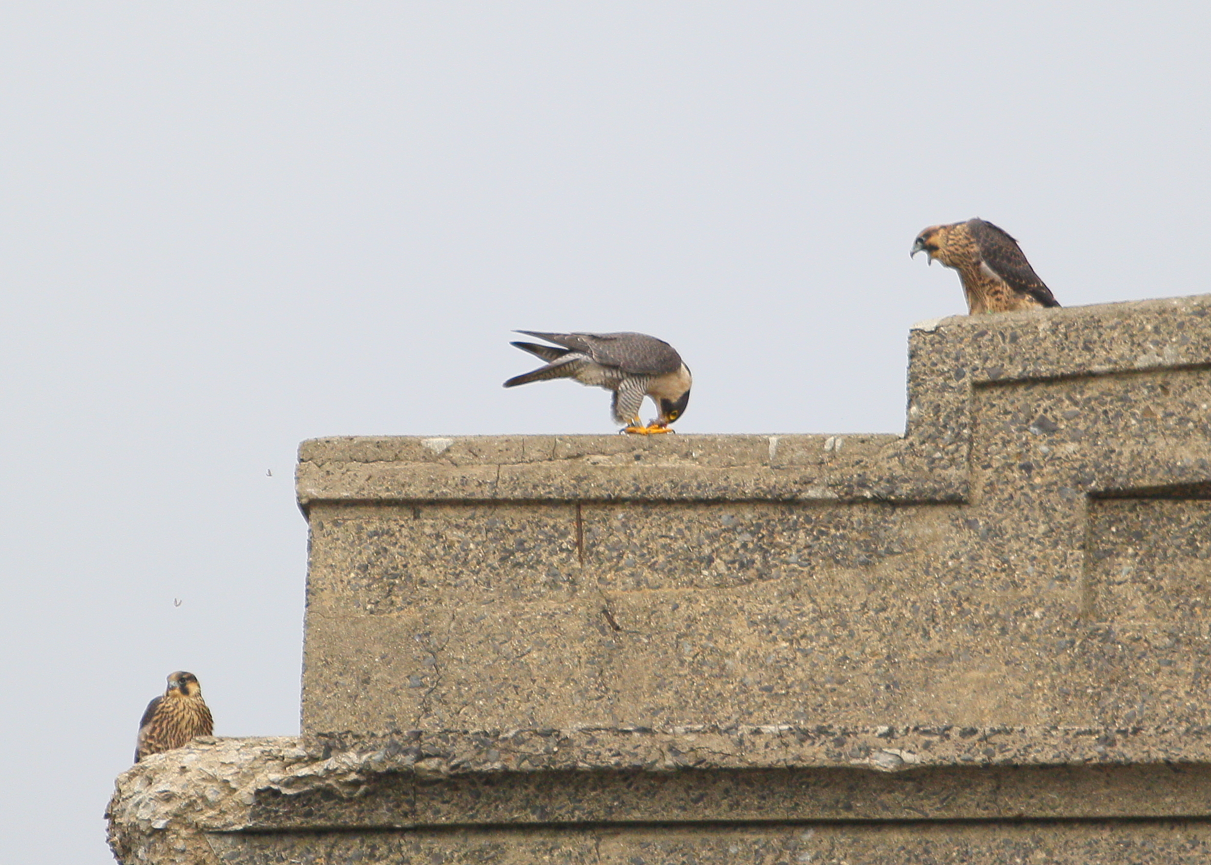 Peregrine adult feeding fledglings