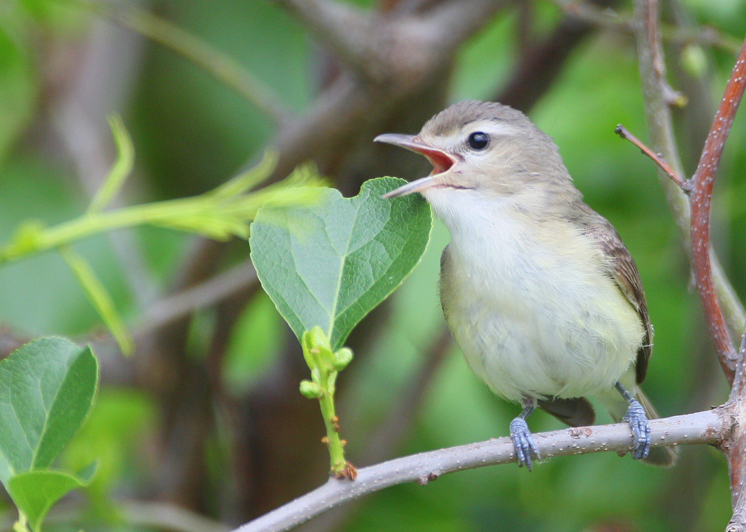 Warbling Vireo