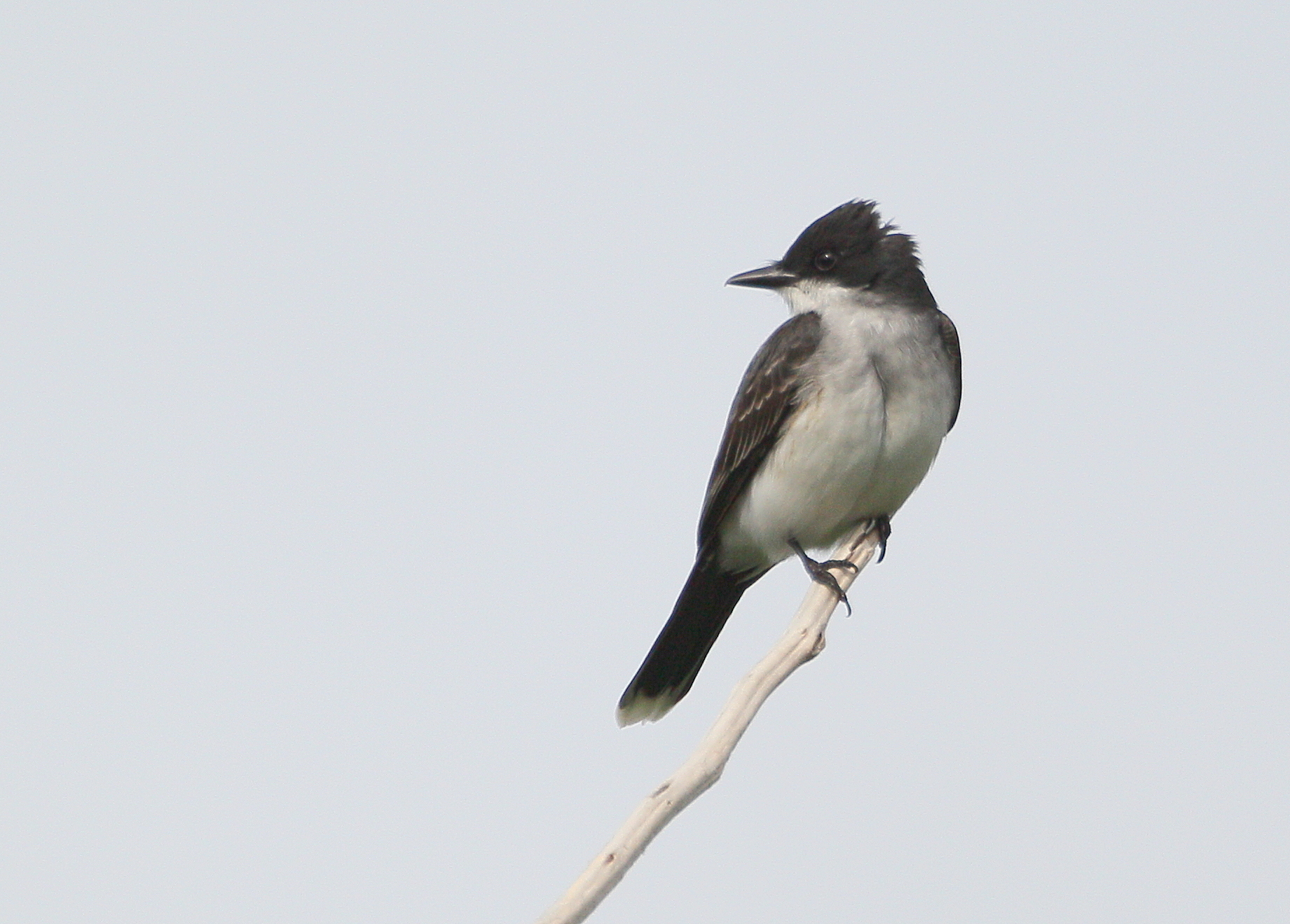 Eastern Kingbird, near nest