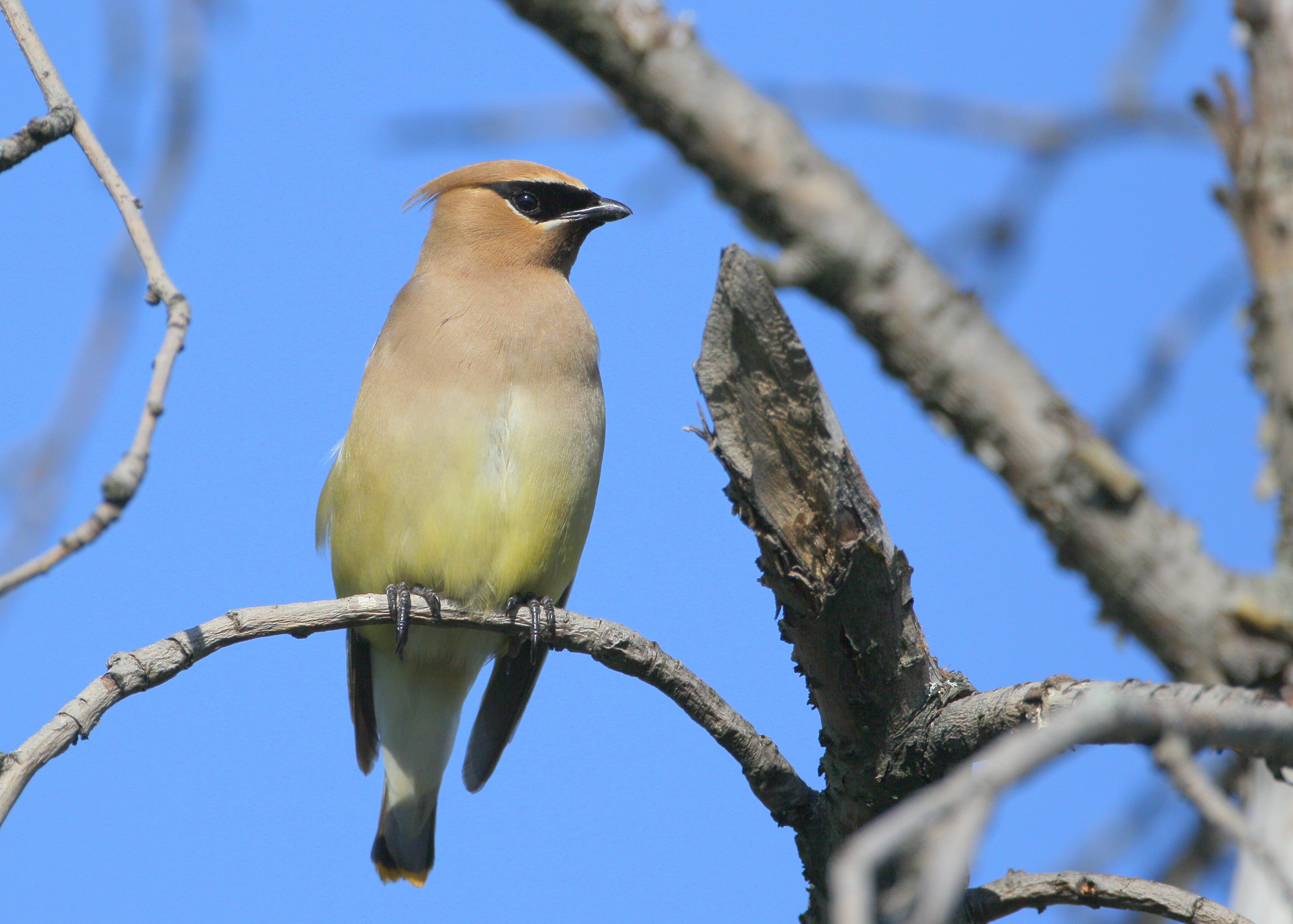 Cedar Waxwing