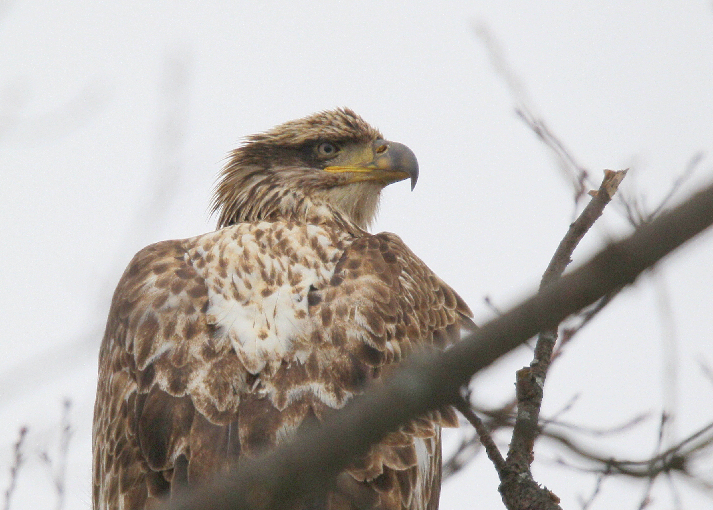 Bald Eagle, subadult by MBC