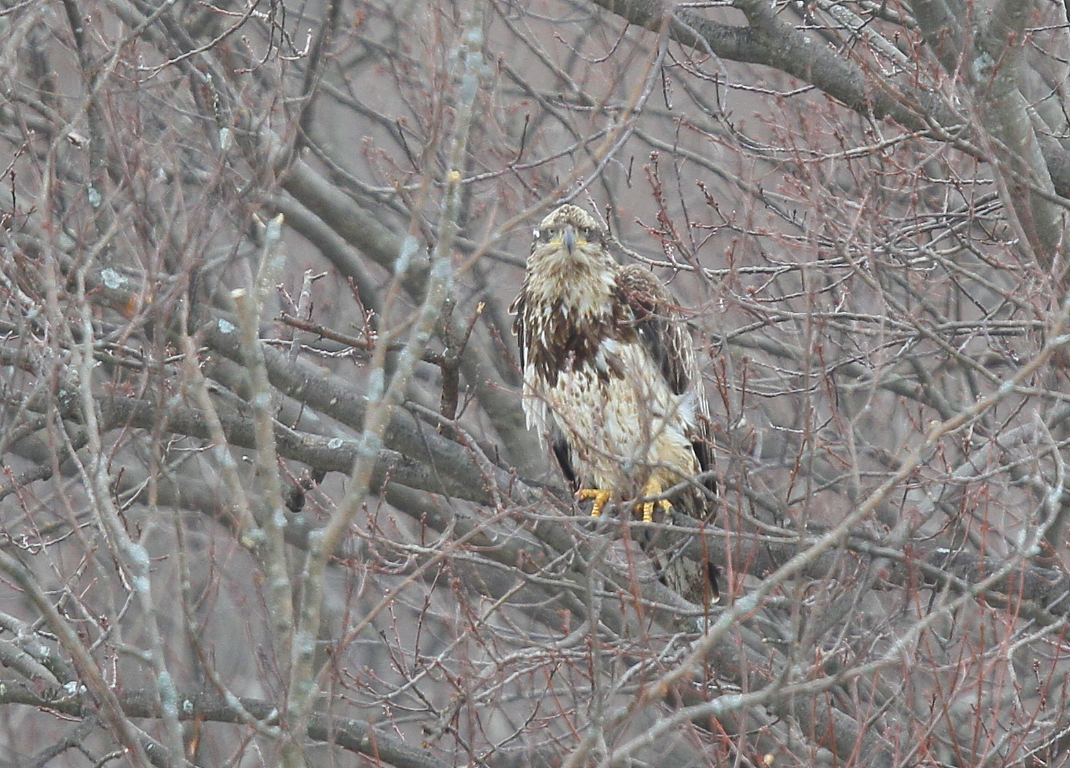 Bald Eagle, subadult subadult by MBC from dam