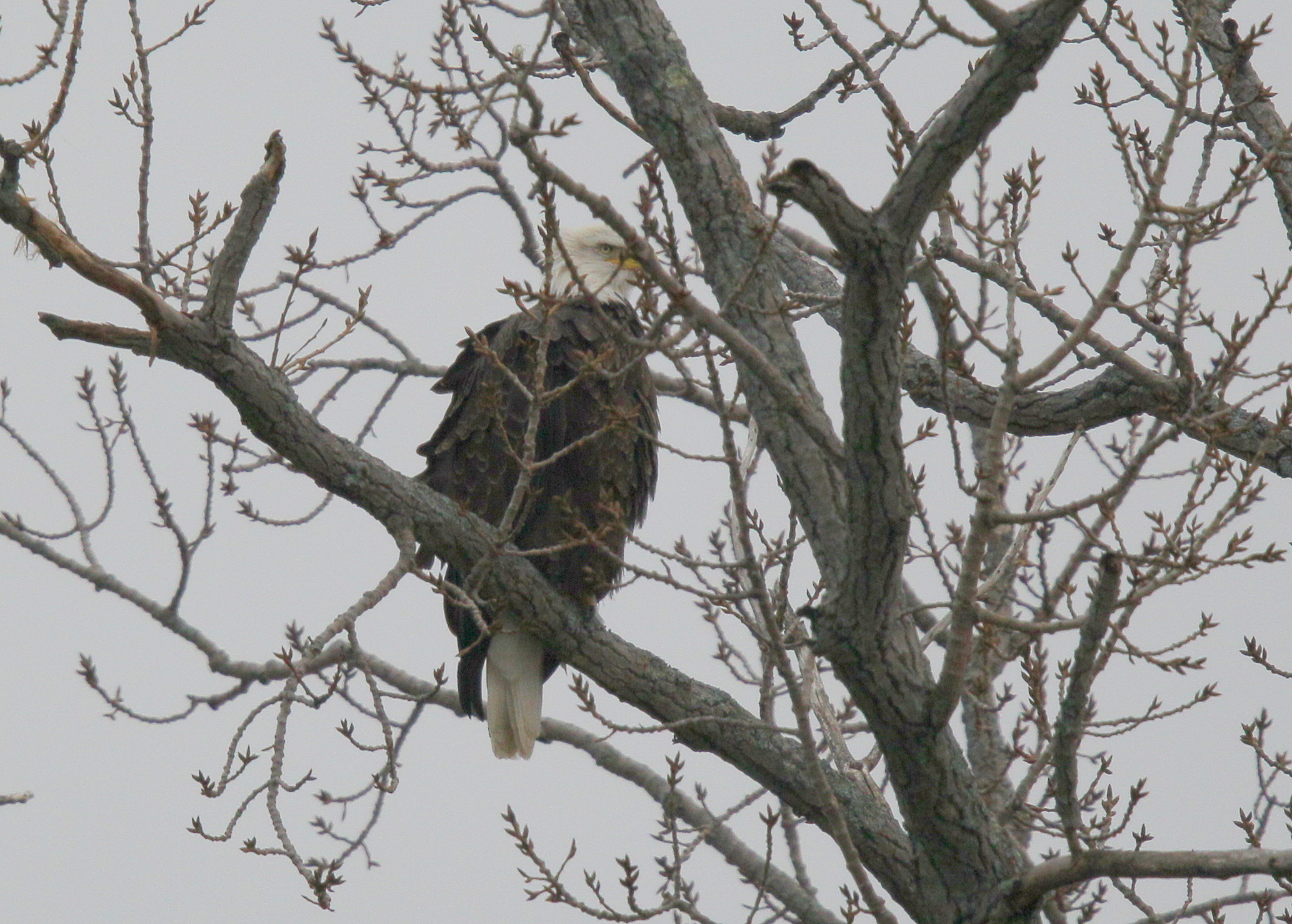 Bald Eagle, adult from dam
