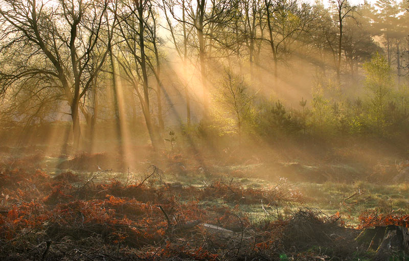Sunrays.