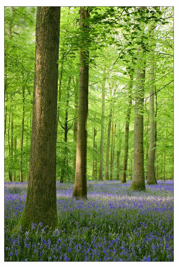 Early morning bluebell wood.