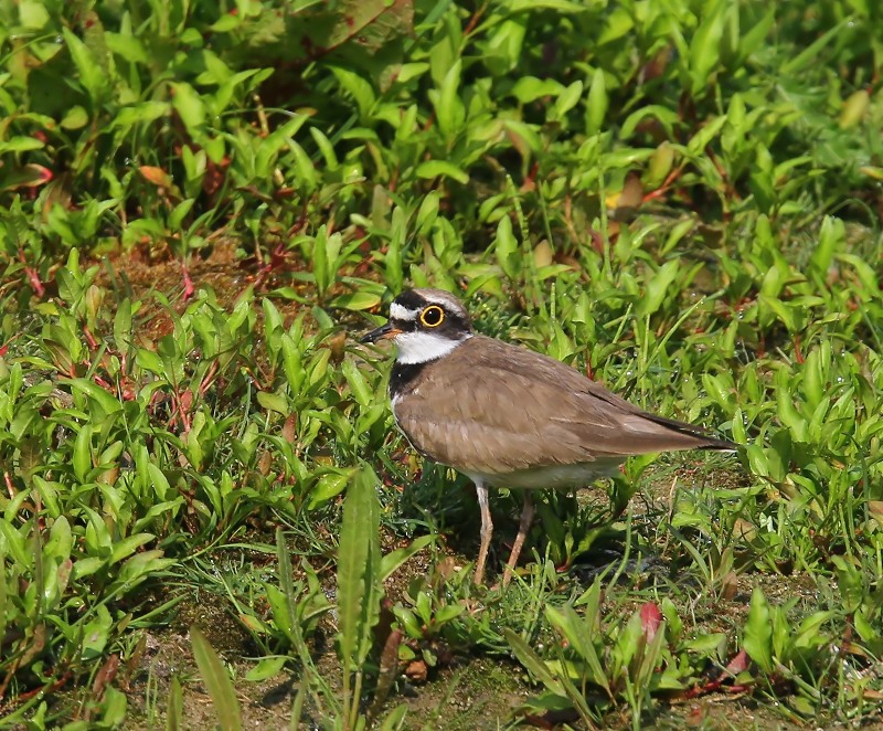 Kleine Plevier - Little Ringed Plover