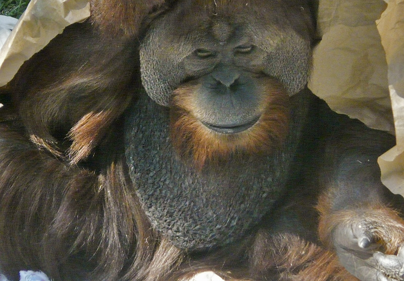 P1020186 Orang under paper