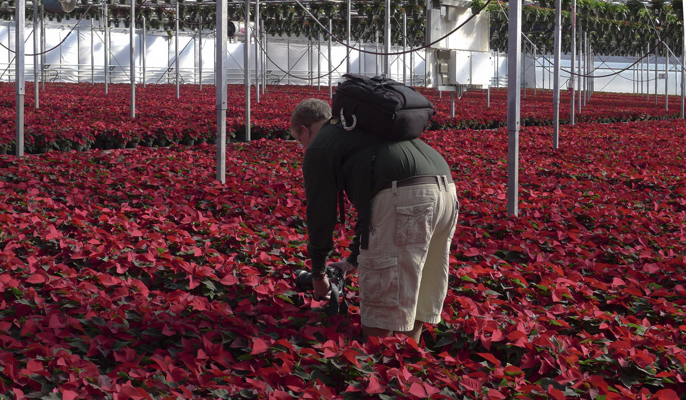 P1010408 In a Sea of Poinsettias