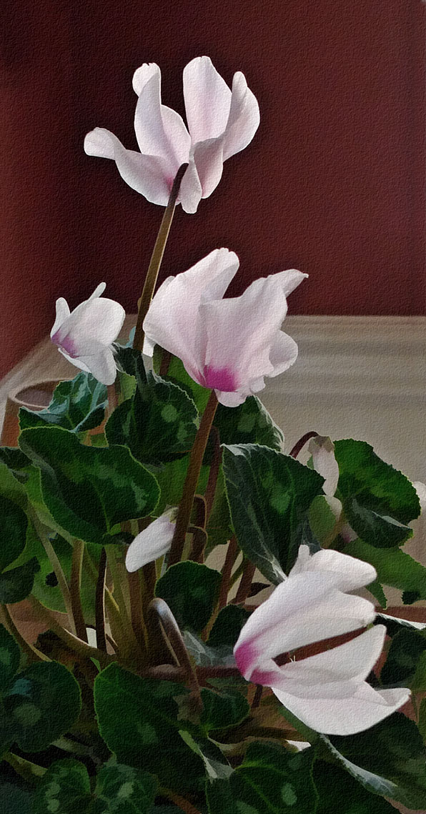 P1010574 Backlit Cyclamen