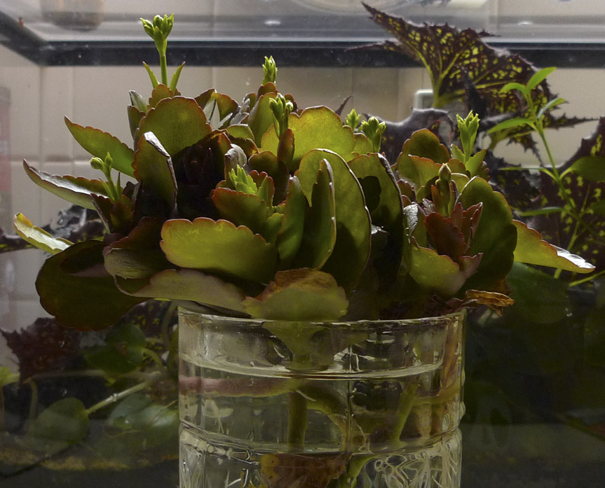 P1010587 Kalanchoe cuttings