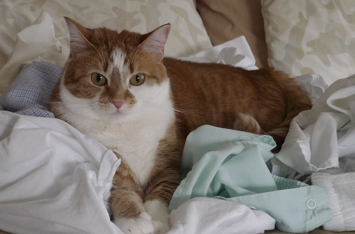 P1020105 Laundry Queen