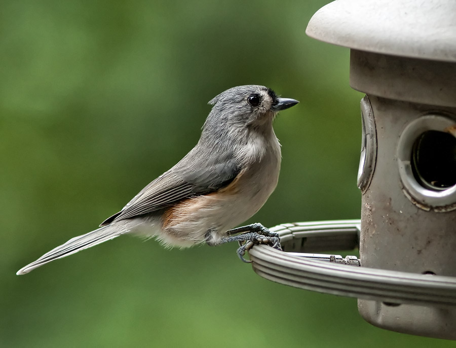 IMG_0320 Titmouse