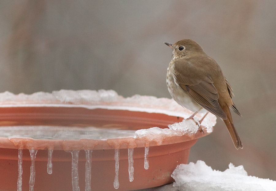_MG_0302 Hermit Thrush