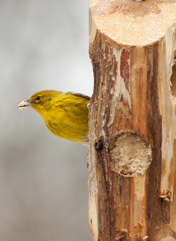 _MG_0314 Pine Warbler