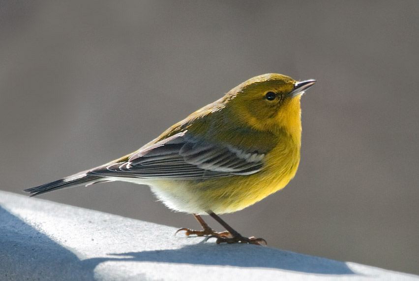 _MG_1375 Pine Warbler