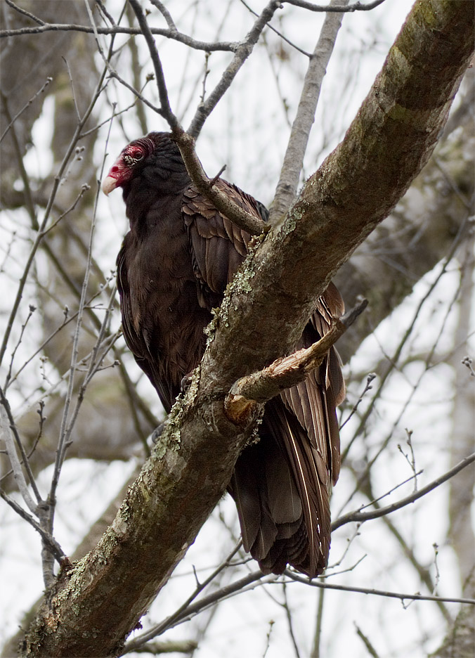 _MG_1204 Turkey Vulture