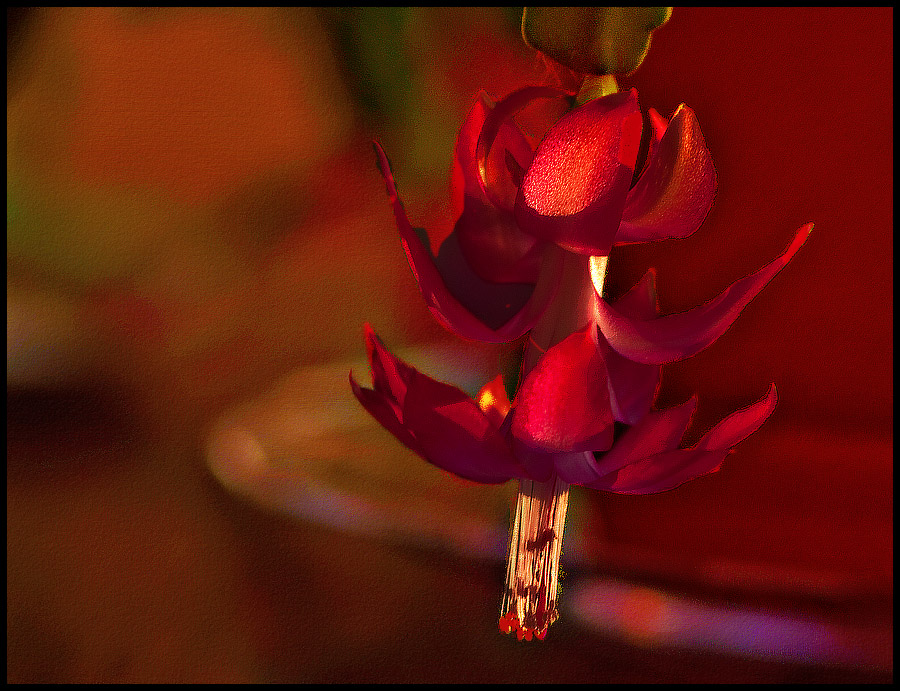 _MG_1583 Easter Cactus
