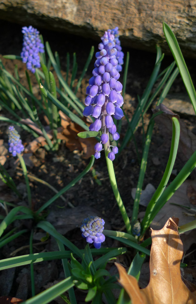 P1070269 Grape Hyacinth