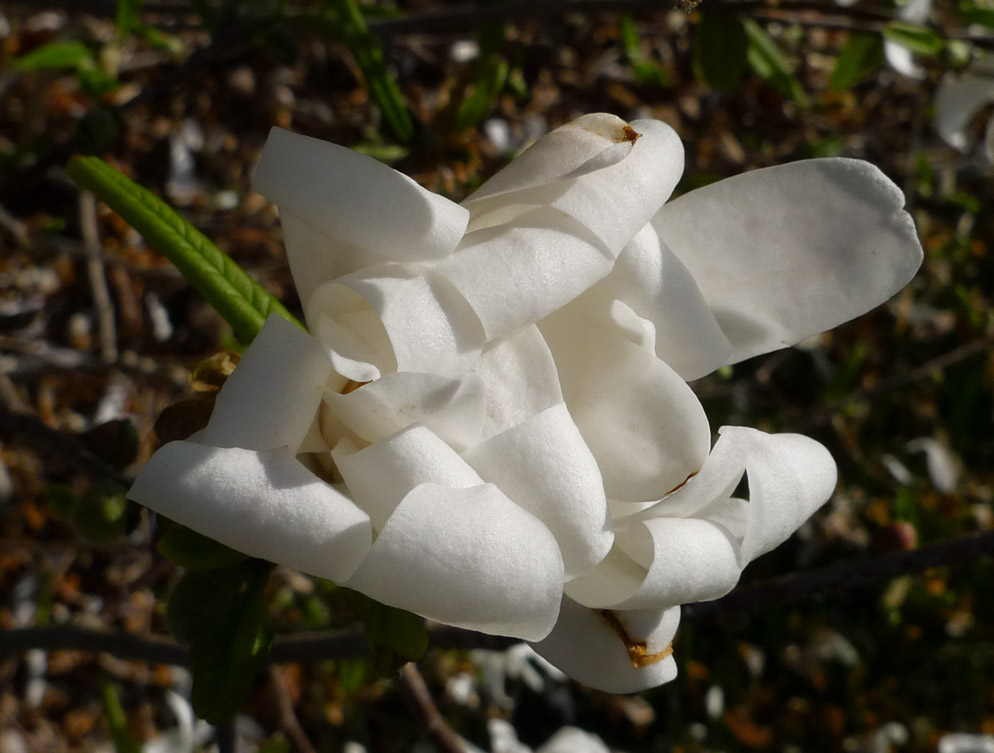 P1070279 Star Magnolia