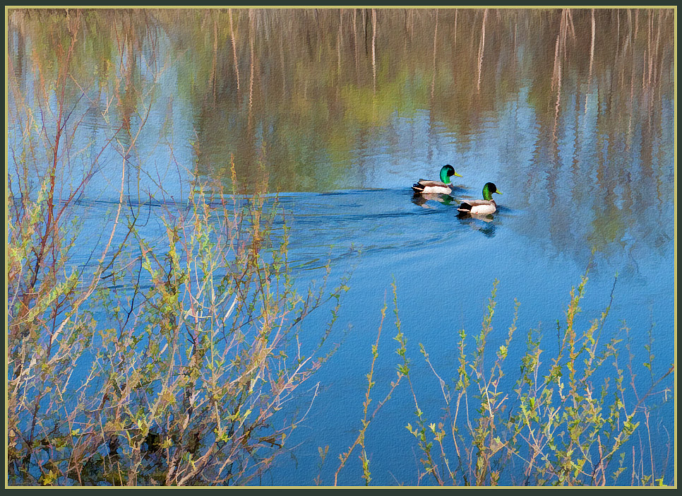 P1070394 Fletcher Park Pond