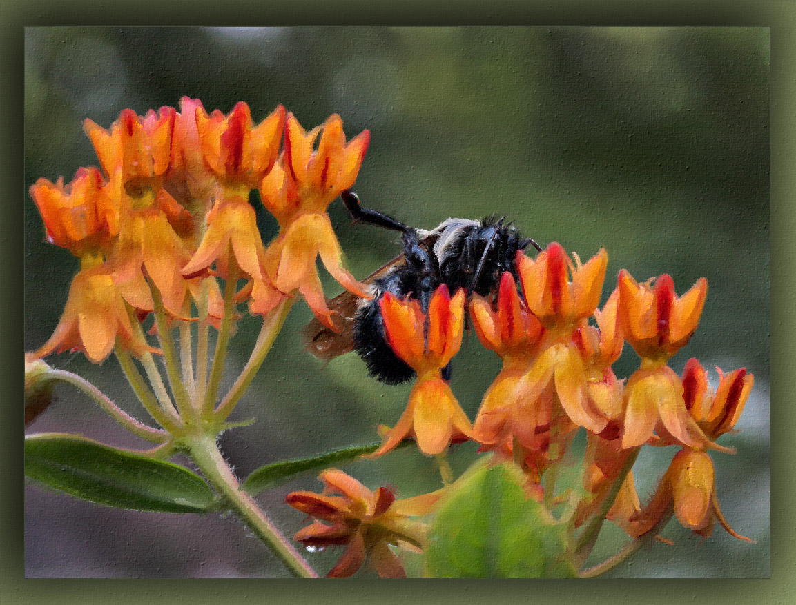 _MG_2311 Bee on Asclepias