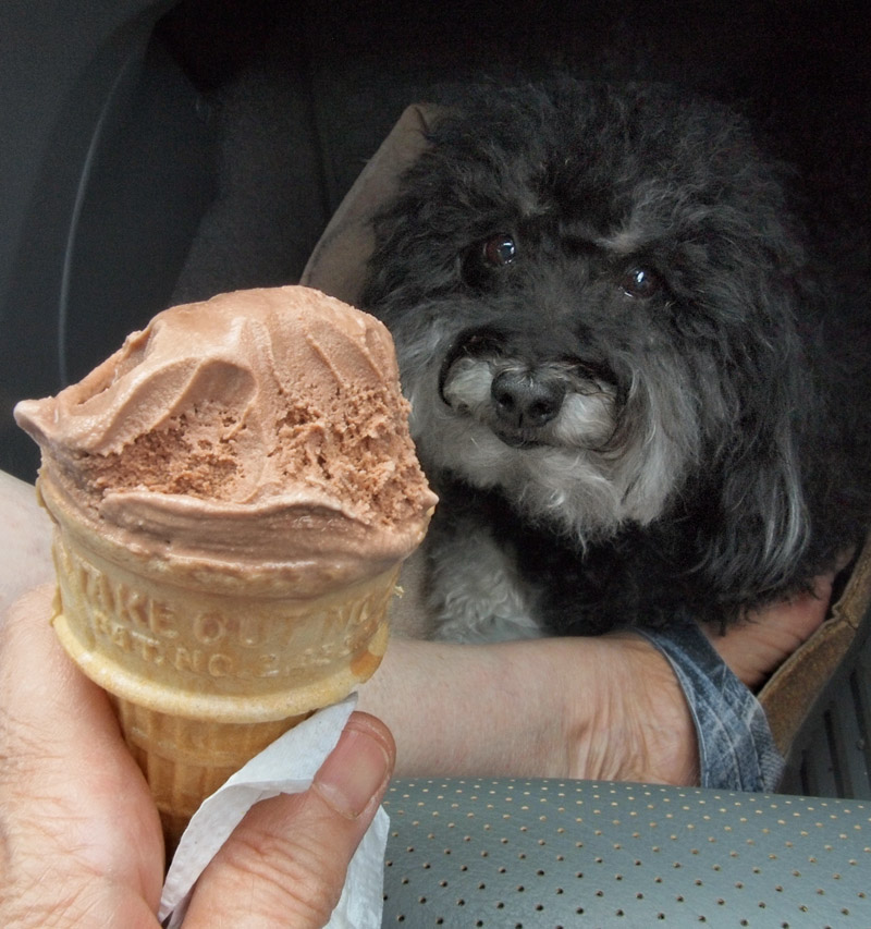 P8204371 Dog Tortured in Car!