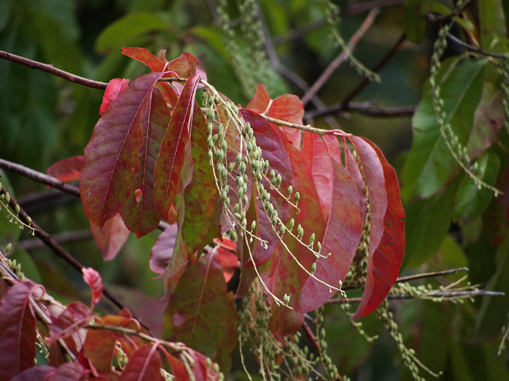 P8245005 Fall Coloring Sourwood