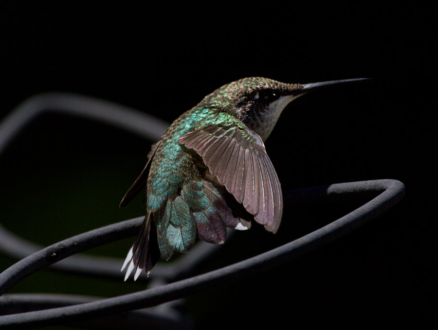 _MG_6001 Hummer stretching