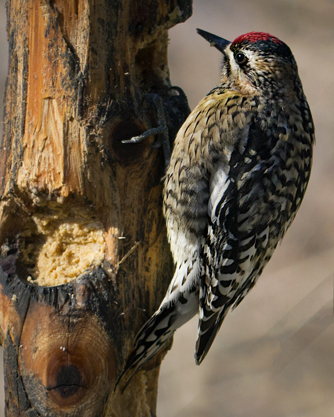 P1010861 Yellow Bellied Sapsucker