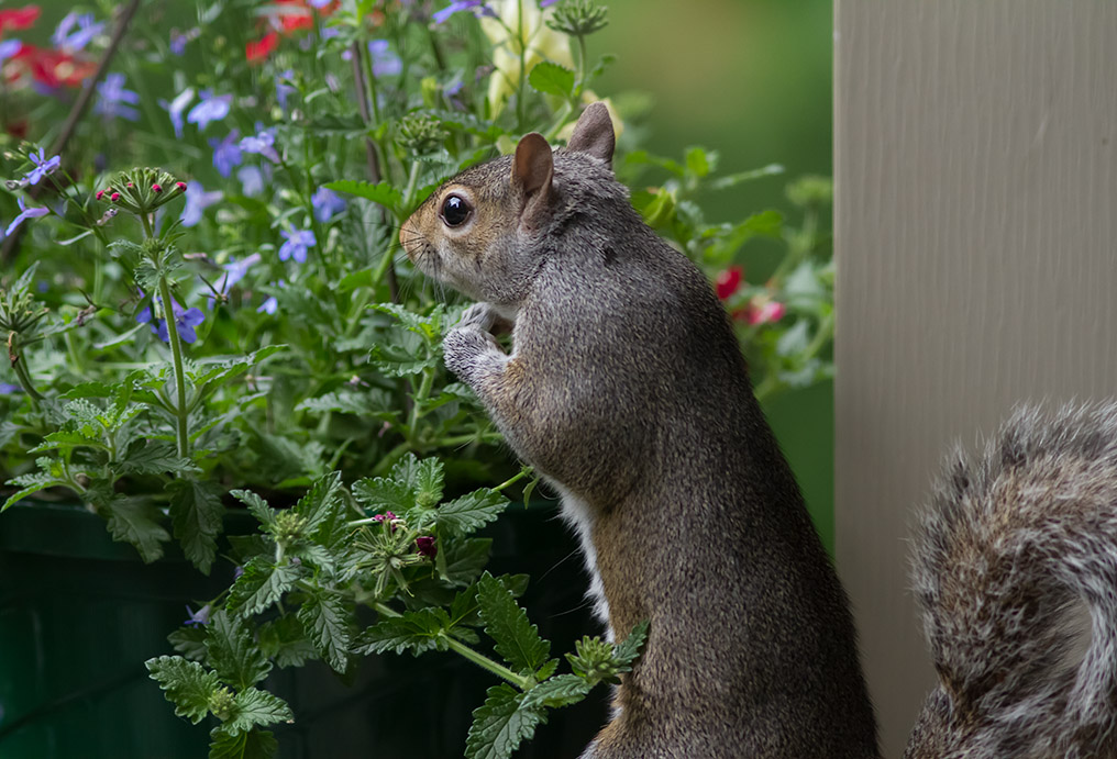 _MG_9069 Now how do I get to that feeder?