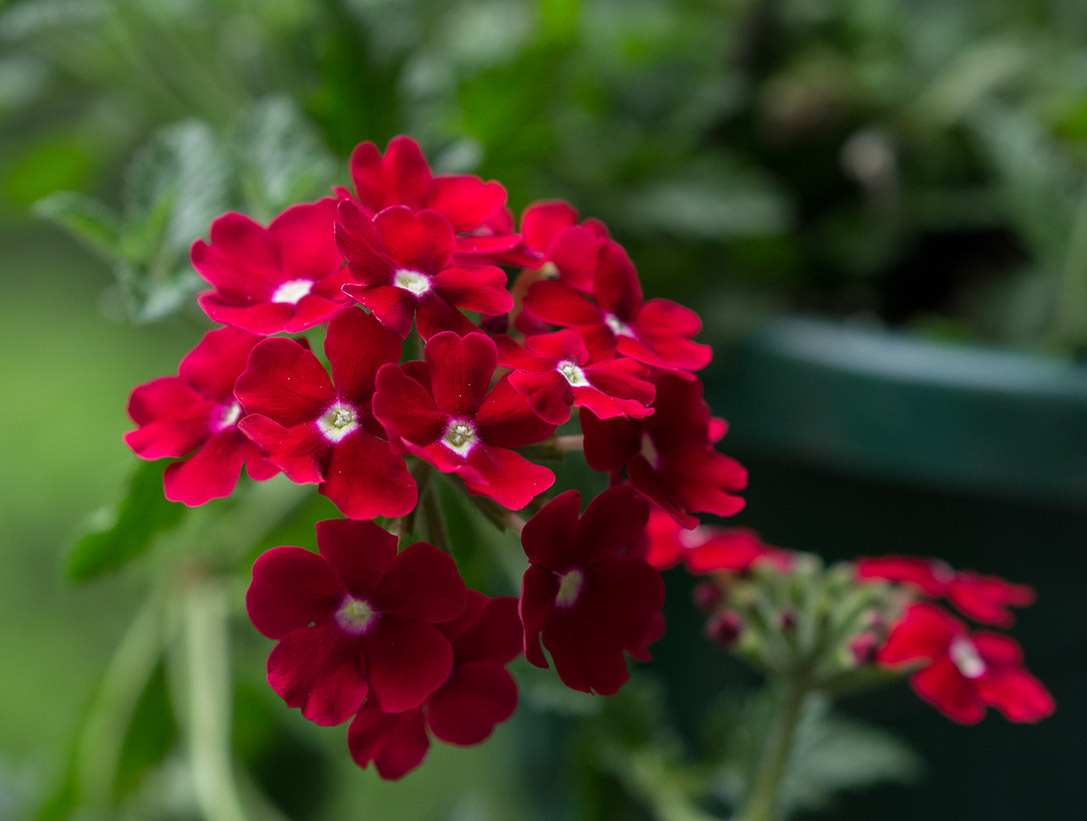 P1050653 Verbena