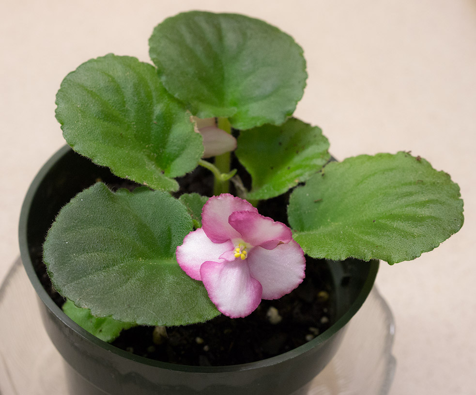 P1050650 African Violet