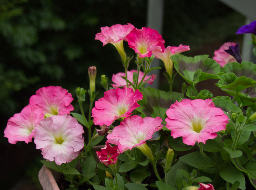 P6156251 Lovely petunia color