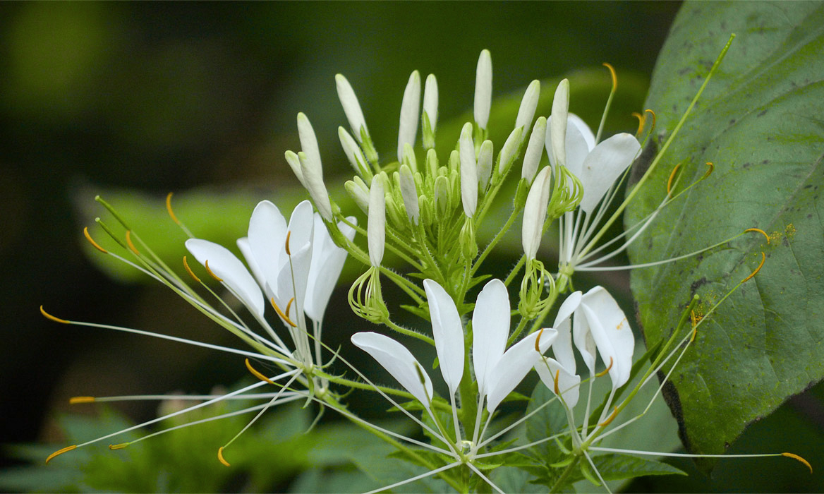 P1050984 Cleome