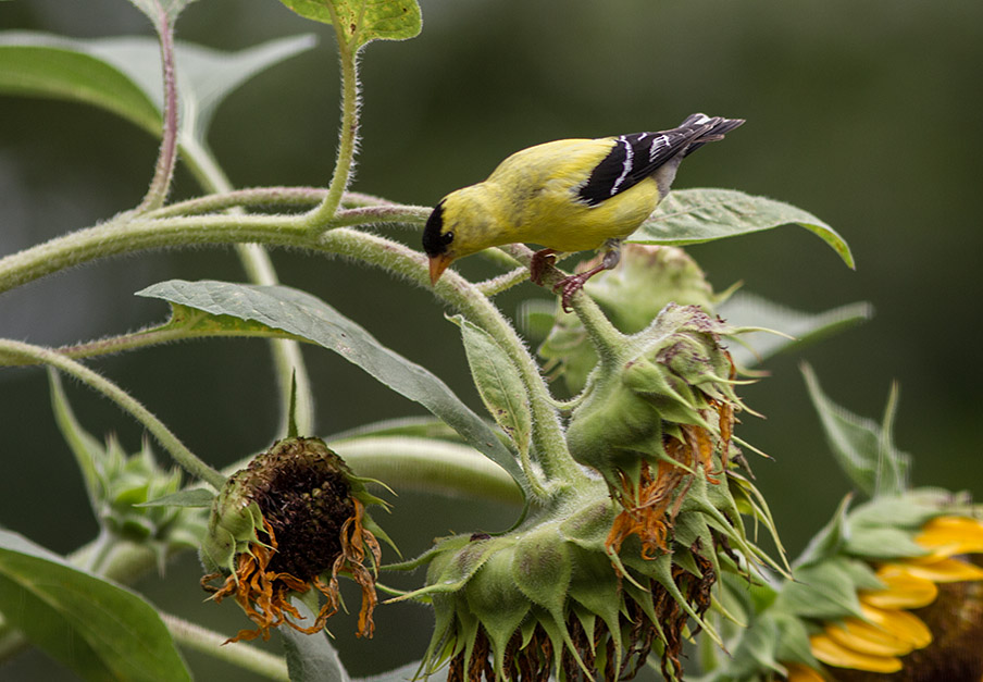 _MG_0334 Goldfinch Lust