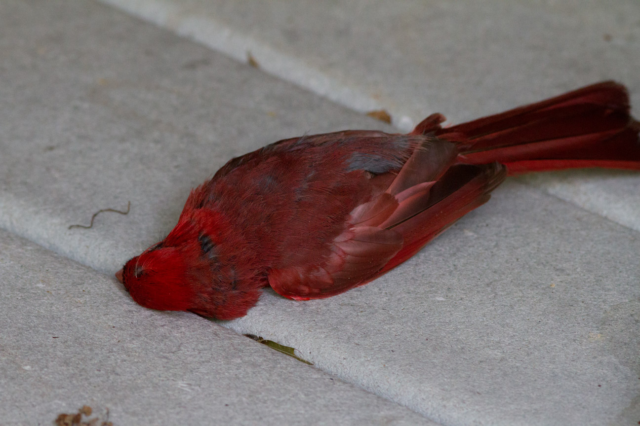 _MG_0419 Cardinal Mishap