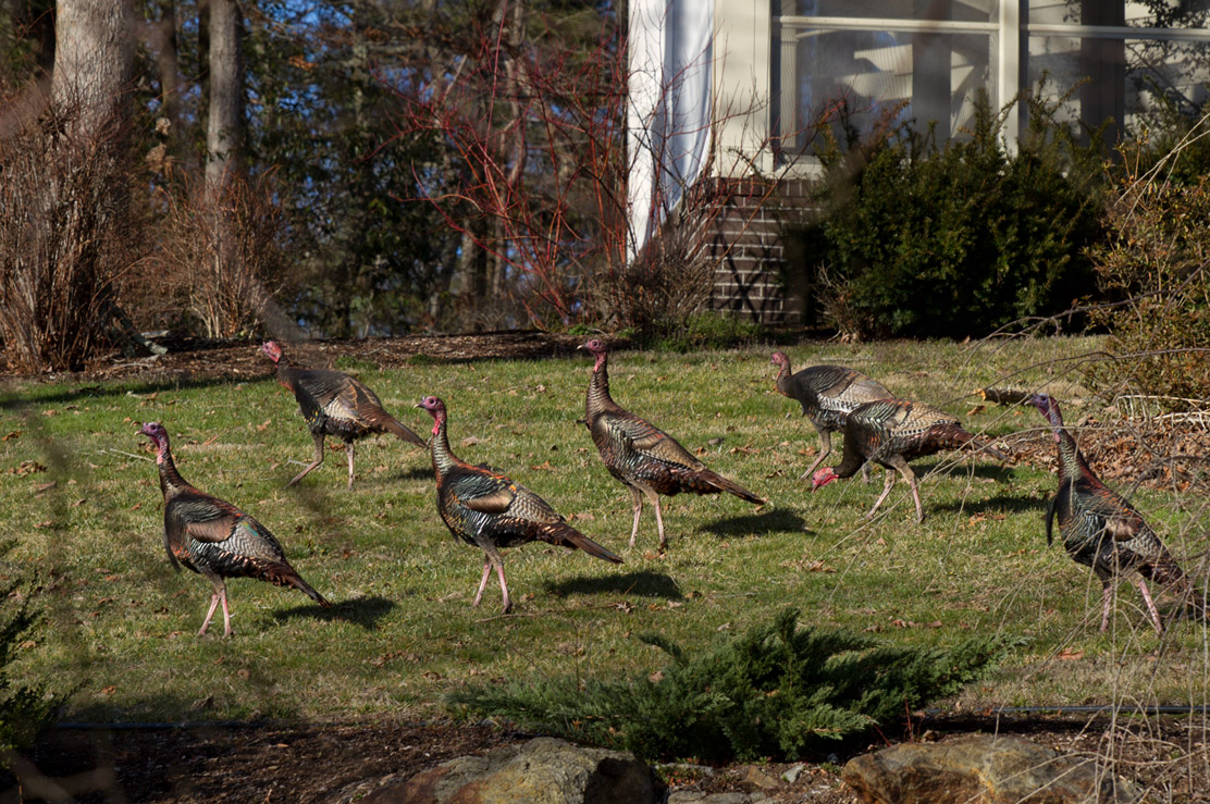 _MG_2649 Late afternoon turkey stroll